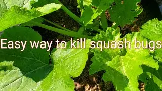 Easy way to kill Squash bugs #gardening #garden #organicgardening #squash #mushroomcomposts