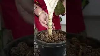 Biofics Organics | Customer review | Organic fertilizer