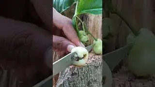 Relaxing fruit cutting. #fruitbreak#shorts #shortvideo #ytshorts