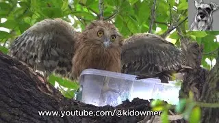 BUFFY FISH OWLET showed signs of fledging one week to fledging