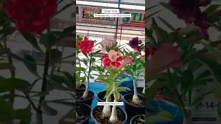 Thailand Imported Adenium Plant Online Shopping 🪴 #adenium #plants #flowers #gardening