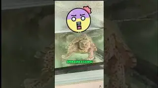 Turtle's Poop Mistake! 🐢💩