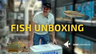 Fish unboxing - vzácný pancéřníčci a další ryby