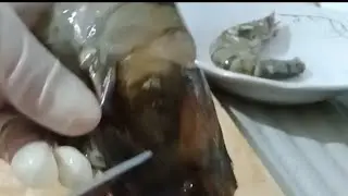 mylove karren is live!👉 Welcome 👈Easy Cutting/Cleaning Prawn/#Asmsound#Why like this!#Oh.!No.!🦐🦐👈😱