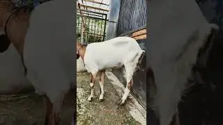 Kambing hamil usia kurleb 1 bulan laktasi 1x || Kambing jawa randu