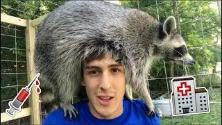 Don't Make this Mistake with Your Pet Raccoon!