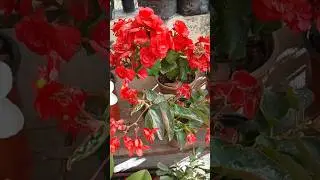 red begonia hybrid and local #gardening #begonia #flowers #shorts #viral