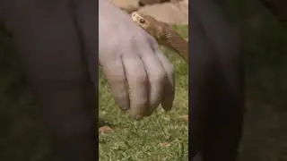 Snake Facts: Are Taipans Dangerous