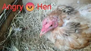 Angry Hen laying an egg |misri hen |Doss farms #egg #assam