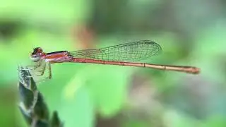 Damselflies Insects