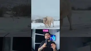 The rarest white buffalo. #Shorts