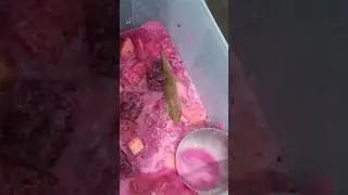 Ternyata Cicak Doyan Sop Buah 🗿