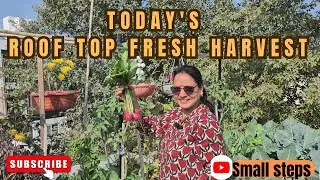 Harvesting Organic Veggies And Fruits From My Terrace Garden | Harvesting Colourful Organic Veggies
