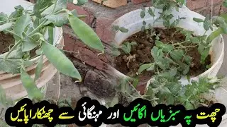 How to harvest vegetables on top of roof | Fresh Vegetables