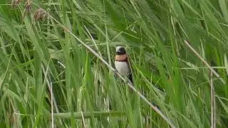 Chestnut-breasted mannikin (Lonchura castaneothorax)