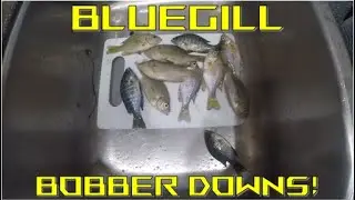 Bluegill Bobber Downs at St. Louis Ponds! | Oregon Fishing| Cut Bait for Catfish | Summer Panfish