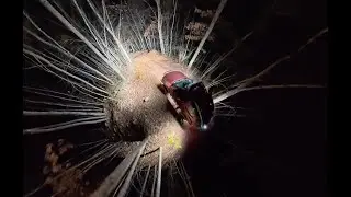 Peter's Mill Run at Night, Nissan Xterra w/ Osmo 360 raw video
