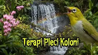 Terapi pleci koloni semakin gacor buka paruh #pleci #terapipleci #pcmi #birds 