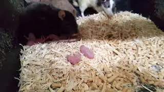 Showing my rodent breeding setup