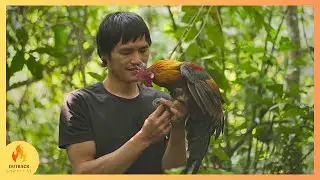 Wild Quest | EP4: Narrowly escaped death and successfully trapped a wild chicken!