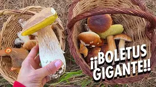 🍄 RECOLECTA de BOLETUS EDULIS GIGANTES! 