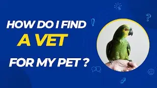 How do I find a vet for my pet