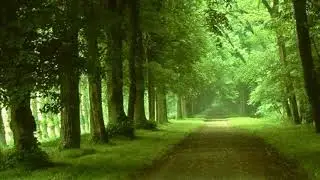 Balkan Meditation... Balkan nature, Forest Sound... calm, breathe, relax, nature #balkan #meditation