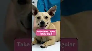 5 Dental Care Tips for Your Furry Friend | Top Pet Care Centre in Gurugram : The Fur Life Pet Care!