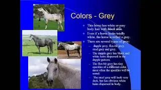 Equine coat colors