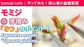 モミジ盆栽③芽摘み3つのポイント※音声無｜Japanese maple “Sprout picking”／bonsai