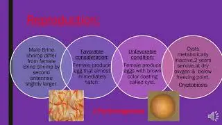 Class Branchiopoda | Phylum Arthropoda|P4phylum