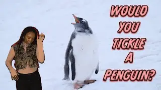 WOULD YOU TICKLE A PENGUIN?