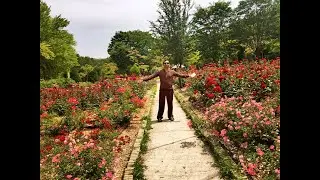 South Korea Memories | 2016 | Seoul Grand Park | Rose Garden | Seoul Central Mosque