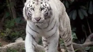 White tiger in zoo|lahore zoo|Tiger |#ebadcreations |#ytshorts |#youtubeshorts |#shorts
