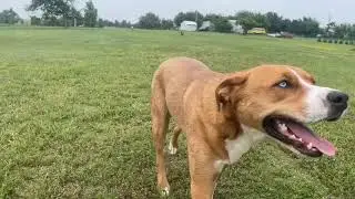 Luxury Dog Boarding in Tuttle, Oklahoma Homestyle All Inclusive Small Scale