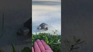 Walking a Turtle! 🐢 #turtle #reptile #cute