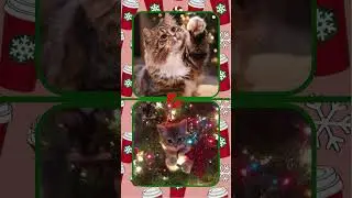 🎄 Lisa or Lena 🎄Cristmas Edition #1 🎄 #lisaorlena #choose #cristmas