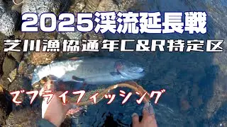 2025年渓流延長戦第3弾！芝川漁協通年C&R特定区に行って来ました。