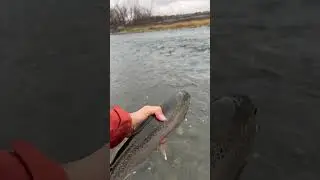 TANK rainbow Trout #rainbowtrout #fishing #viral #shorts