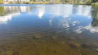 Fly Fishing in Steamboat Springs #flyfishing #fishing #colorado #steamboat #steamboatsprings #fyp 
