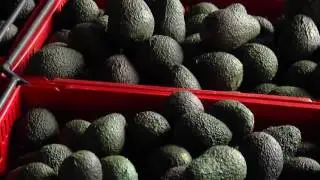 Meet Holly - Avocado Contractor and Primary Industry Champion