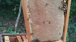 عسل الدغموس اللهم بارك 🍯🐝 20/01/2026
