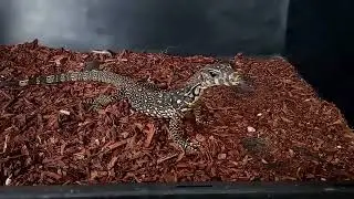 young water monitor lizard (bal) feeding on Blatta lateralis - taming process!!