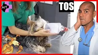 Tos 🍓 3 CAUSAS comunes de TOS en perros