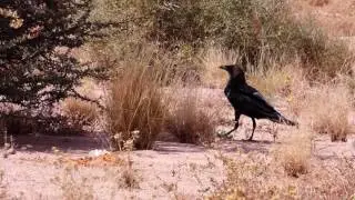 Brown-necked raven, Tiris Zemmour
