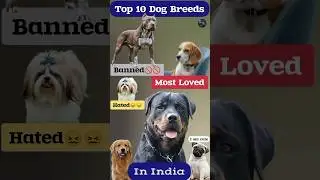 Top 10 Dog Breeds In India || Famous #dogs #facts #shorts