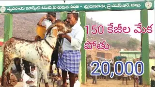 mydukur goat market #proddaturtraveller #mydukursantha #mydukur #Mydukursheepandgoatmarket