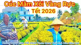 Cúc Mâm Xôi Vang Rực Tết 2026 Những Ngày Giáp Tết Tham quan Làng Hoa Chợ Lách || TDLVL