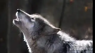 Frozen Instrumental Snow Storm Wolf Howling Baby Sleep White Noise