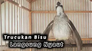 Pancingan trucuk ombyok bisu langsung bunyi